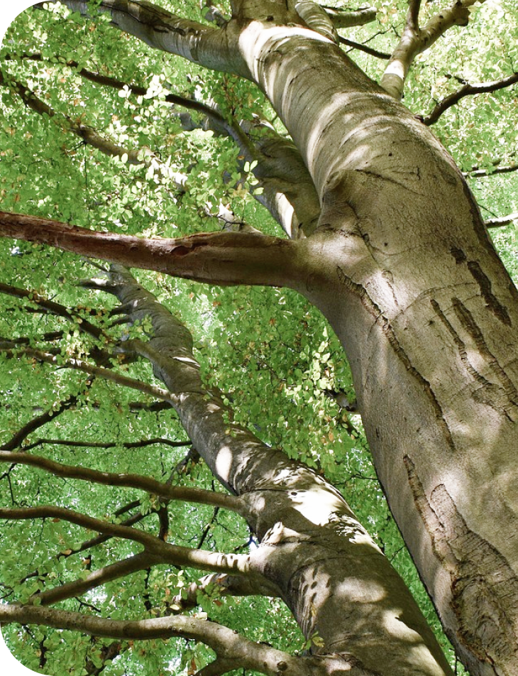 ファーストビュー